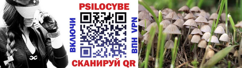 OMG онион  Новодвинск  Галлюциногенные грибы Cubensis 